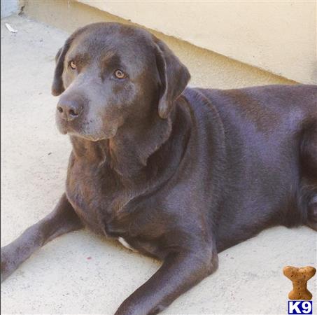 a labrador retriever dog lying on the ground