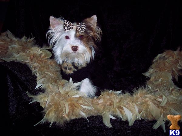 a yorkshire terrier dog with a crown