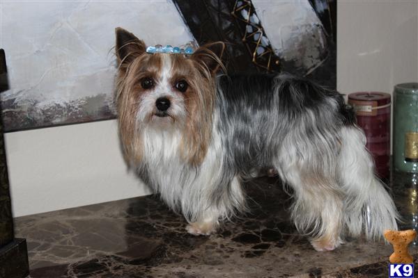 a yorkshire terrier dog sitting on a counter