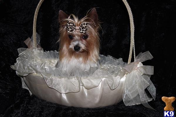 a yorkshire terrier dog in a plastic bag