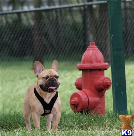 a french bulldog dog standing next to a red fire hydrant