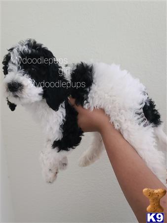 a hand holding a goldendoodles dog