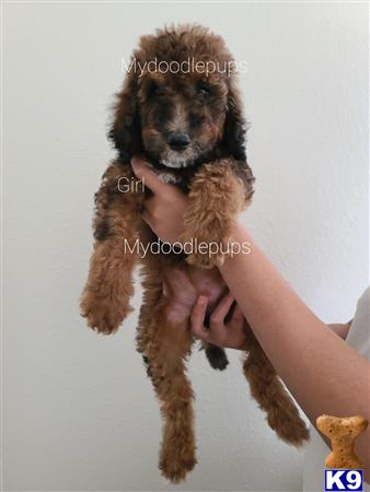 a person holding a goldendoodles dog