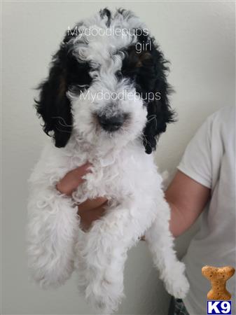 a goldendoodles dog with a persons hand on its chest