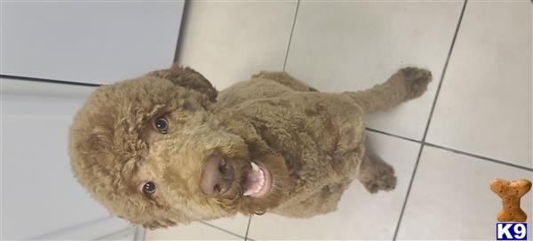 a poodle dog lying on the floor