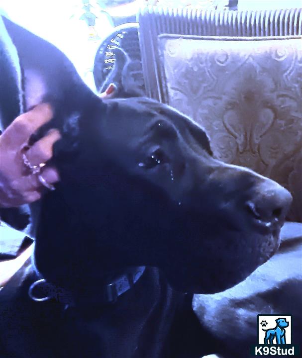 a person holding a great dane dog