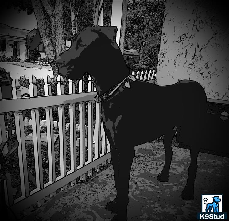 a great dane dog wearing a hood