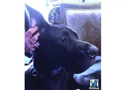 a person holding a great dane dog