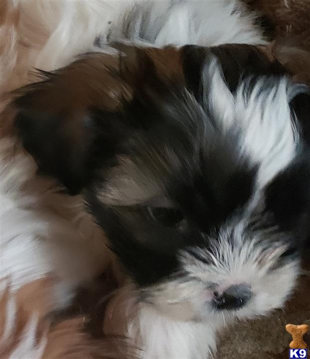 a black and white shih tzu puppy