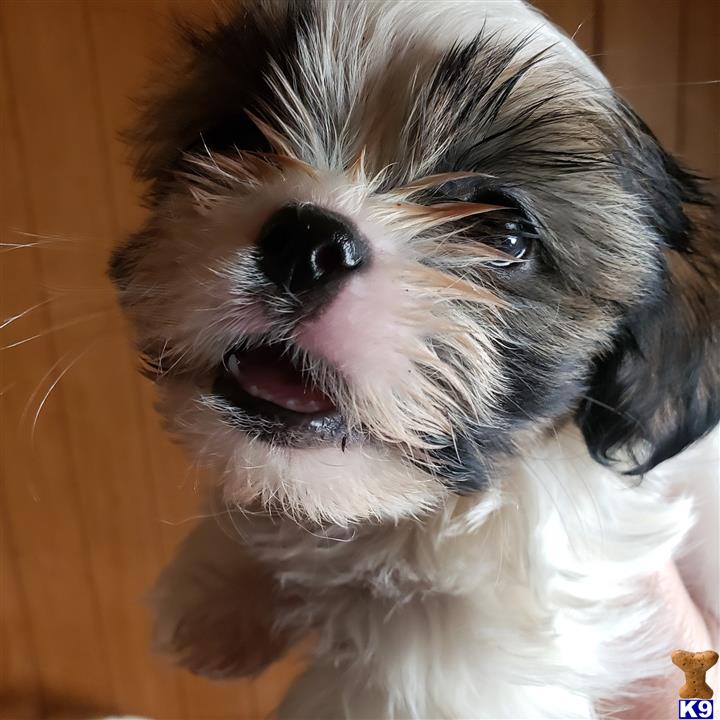 a shih tzu dog with its eyes closed