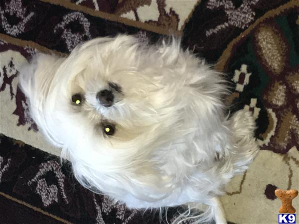 a white maltese dog with a white wig
