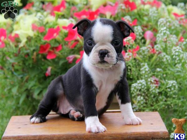 Boston Terrier Puppy for Sale: Amber / Boston Terrier 10 Years old