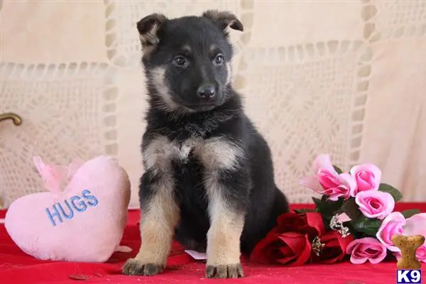 a german shepherd dog sitting next to a bouquet of flowers