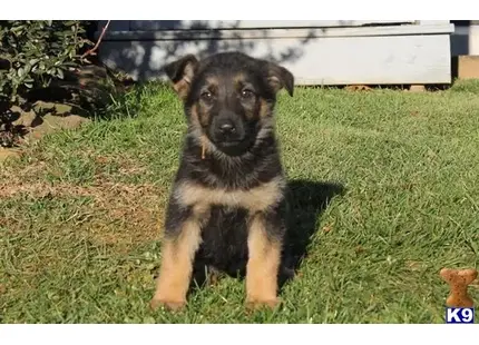 German Shepherd Puppies in Pennsylvania