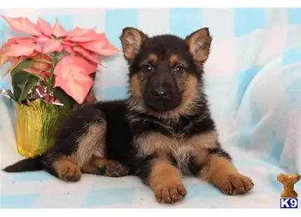 German Shepherd Puppies in Pennsylvania