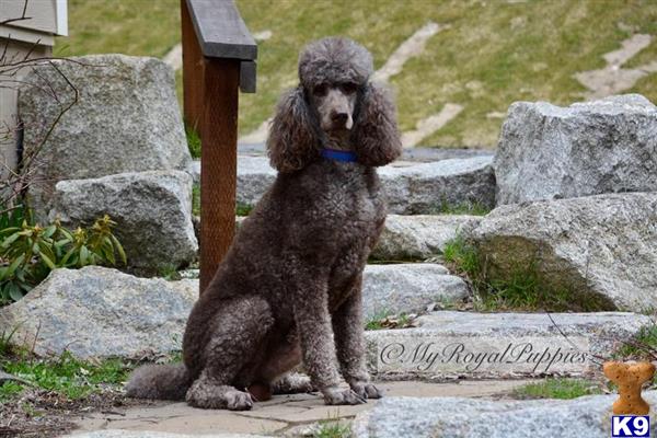 a poodle dog sitting on a rock