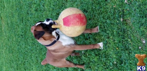 a boxer dog with a ball in its mouth