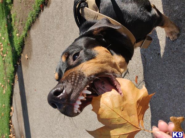 a german shepherd dog eating a piece of food