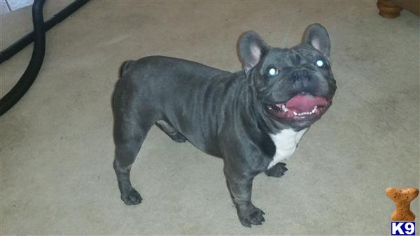 a french bulldog dog with blue eyes