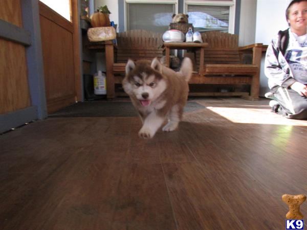 a siberian husky dog running on a wood floor