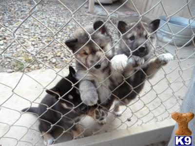 a couple of wolf dog dogs in a cage