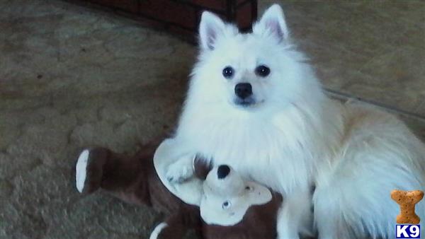a white pomeranian dog holding a stuffed animal