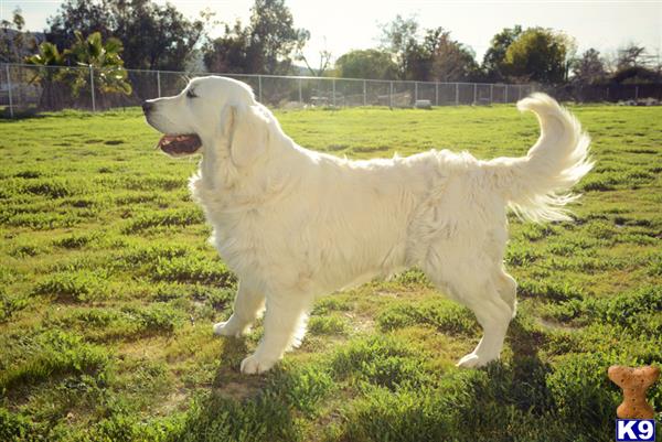 a white golden retriever dog standing on grass