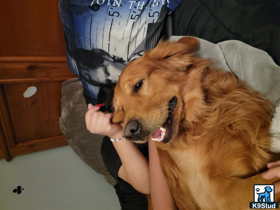 a golden retriever dog licking a persons hand