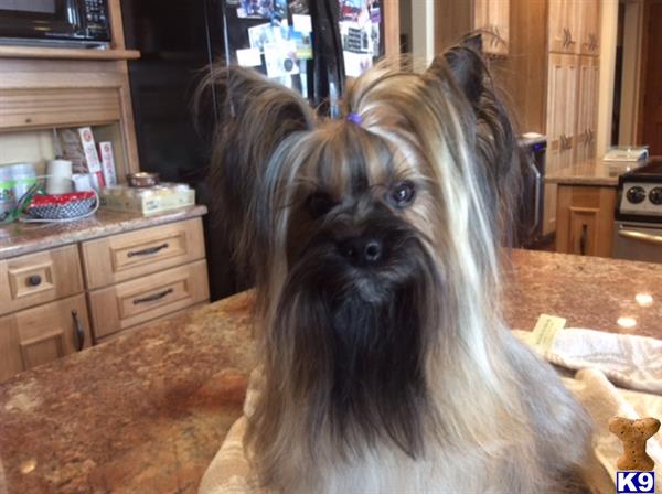 a yorkshire terrier dog sitting on a couch