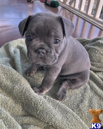 a small french bulldog puppy on a blanket