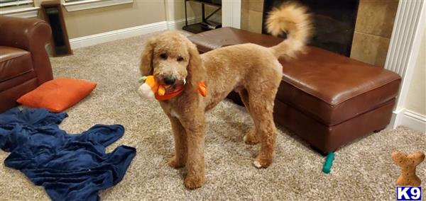 a poodle dog with a toy in its mouth