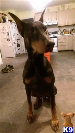 a doberman pinscher dog standing in a kitchen