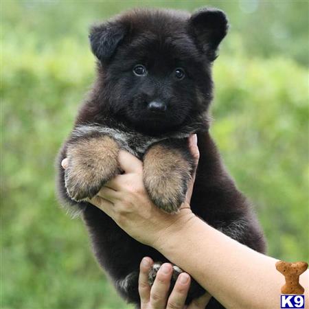 a person holding a baby german shepherd puppy