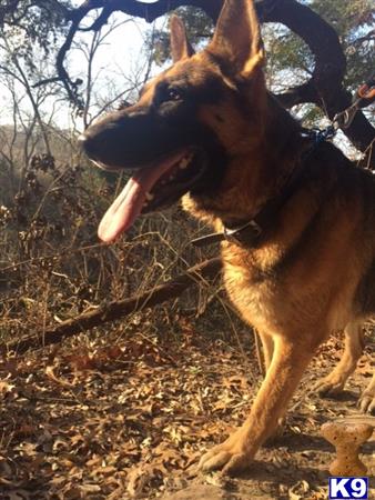 a german shepherd dog running in the woods