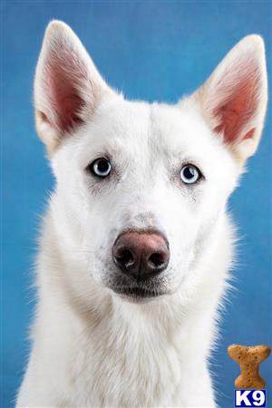 a white siberian husky dog with blue eyes