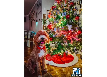 a goldendoodles dog sitting next to a christmas tree