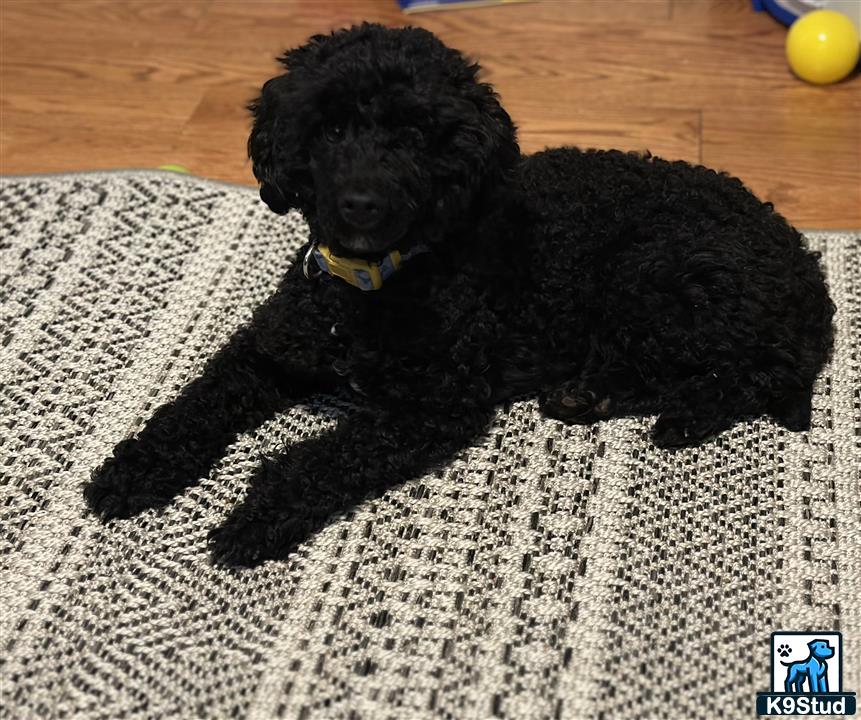 a black poodle dog lying on a rug