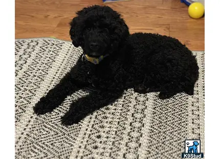 a black poodle dog lying on a rug