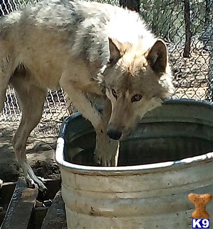 a wolf dog dog drinking water from a bowl