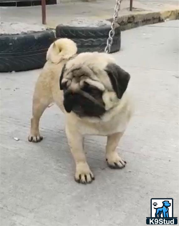 a pug dog wearing a garment