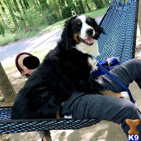 a bernese mountain dog dog sitting on a persons lap