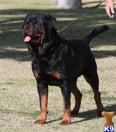 a rottweiler dog on a leash