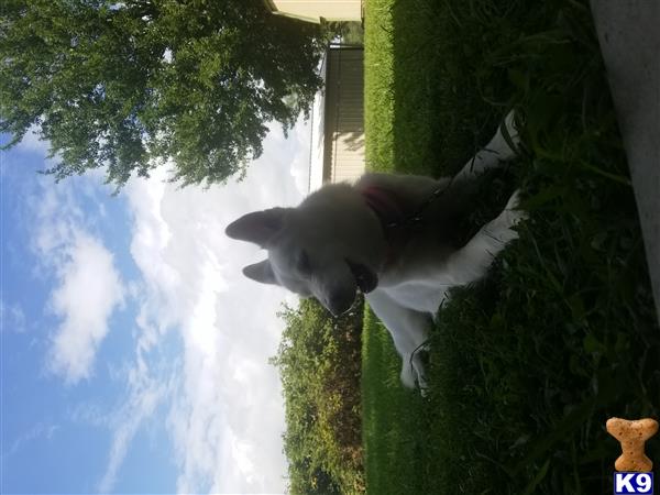 a siberian husky dog standing in a yard