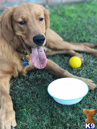 a golden retriever dog with its tongue out