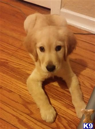 a golden retriever dog lying on the floor