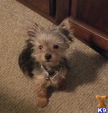 a yorkshire terrier dog sitting on the floor