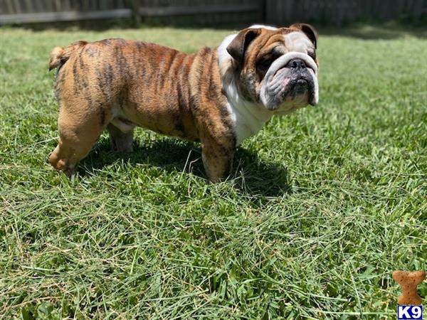 a bulldog dog standing in grass