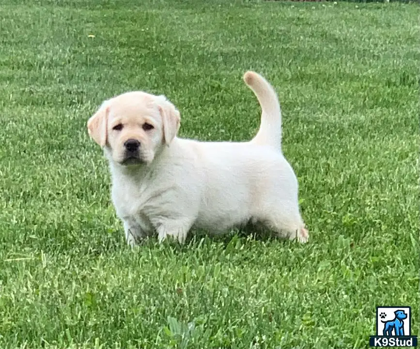 a small white labrador retriever dog running in the grass