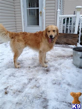 a golden retriever dog standing in the snow