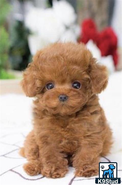 a small brown maltipoo dog